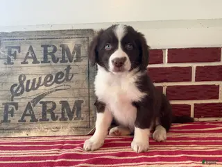 Mixed Breed dogs Levi - Ad 19