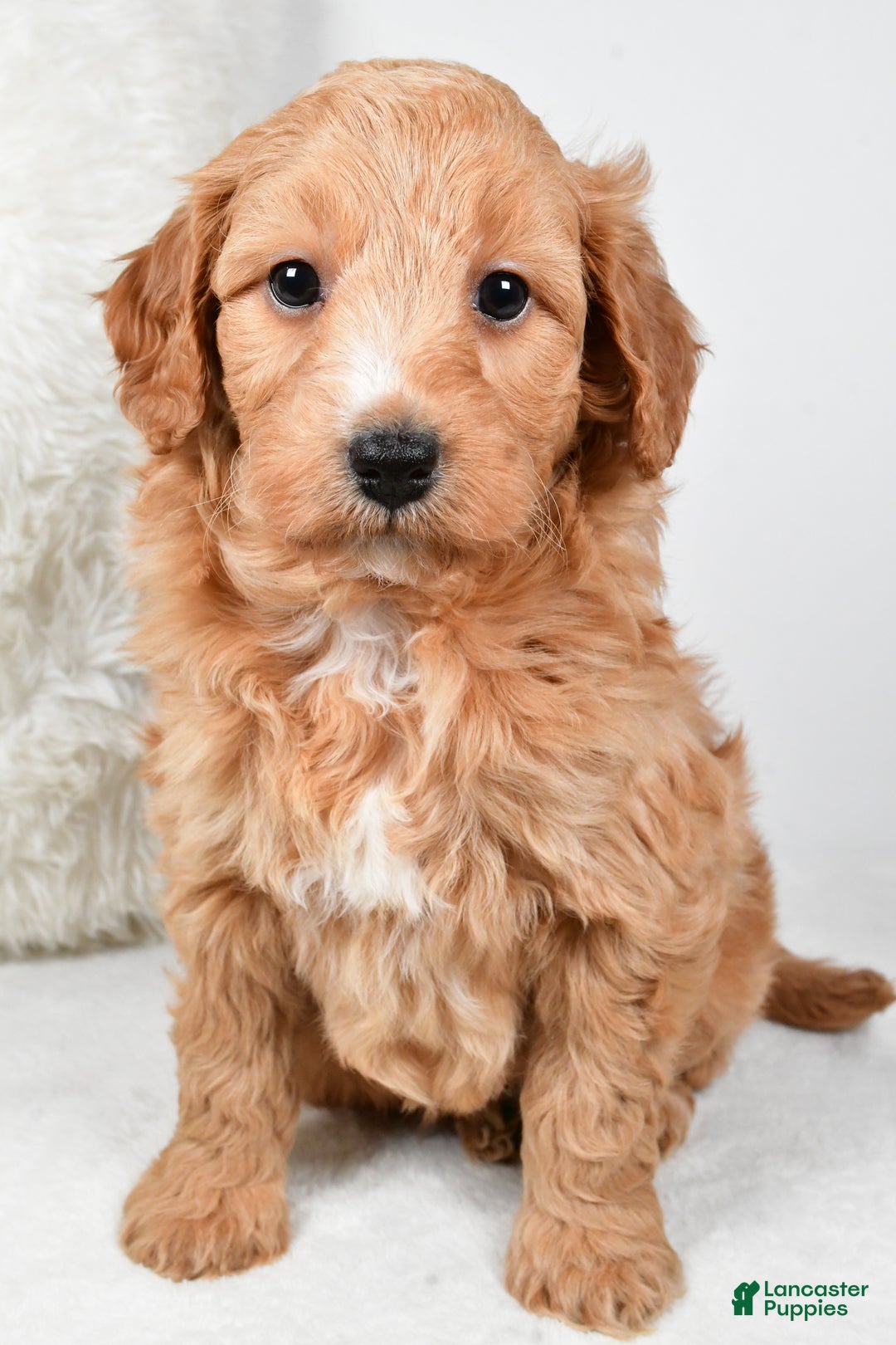 Mini Goldendoodle dogs for sale: Dusty - Ad 9