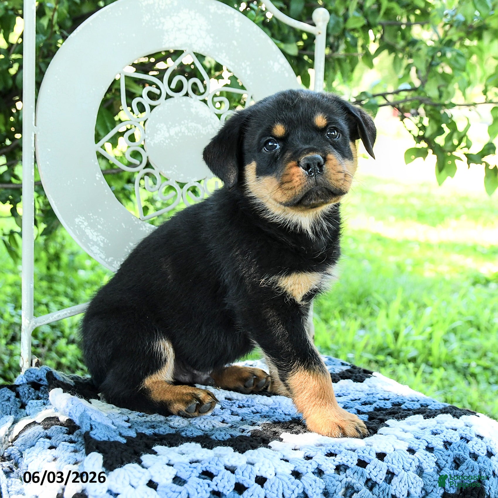 Rottweiler dogs Jackson - Ad 2