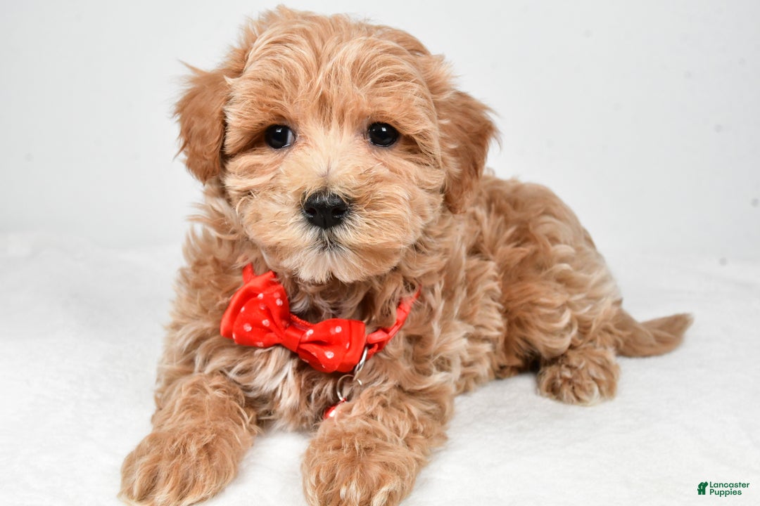 Maltipoo dogs for sale: Sparky - Ad 2