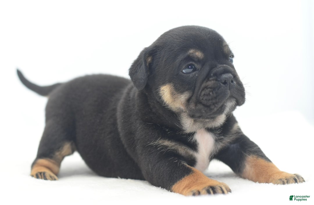 Mixed Breed dogs for sale: Knox tricolor bully puppy  - Ad 10