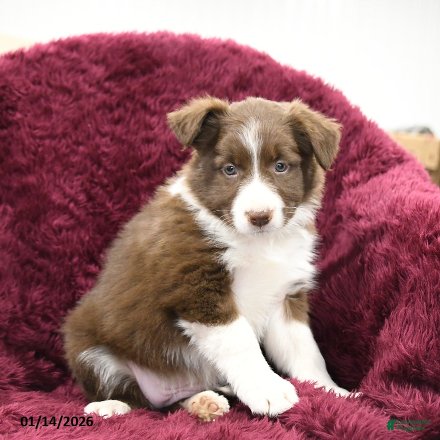 Border Collie dogs Willow - Ad 21