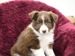 Border Collie dogs Willow - Ad 19