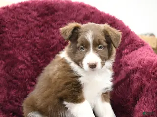 Border Collie dogs Willow - Ad 34