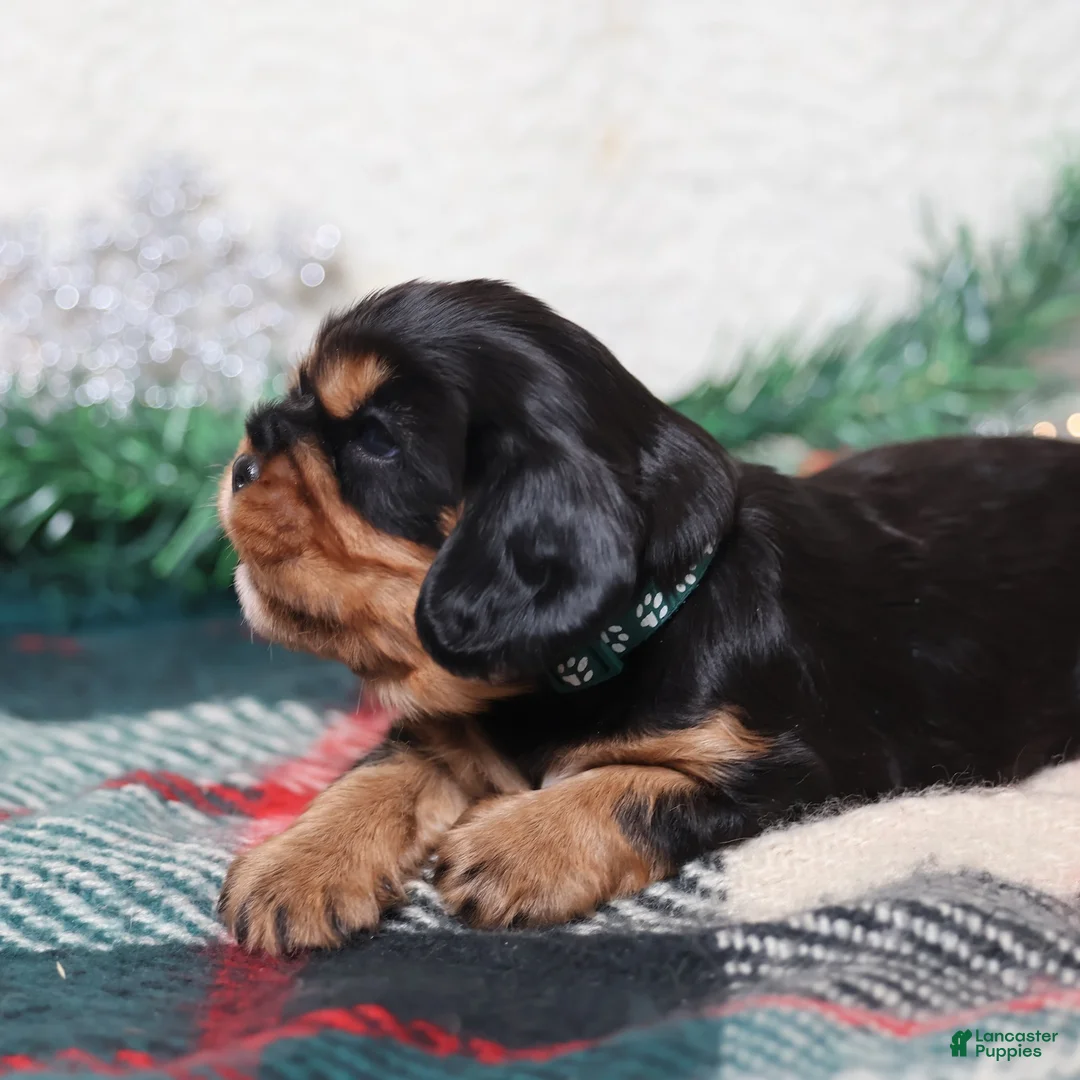 Cavalier King Charles Spaniel dogs for sale: Gizmo | Genetically Screened  - Ad 10