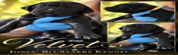 Cane Corso dogs for sale: Velvet - Ad 10