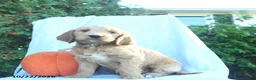 Goldendoodle dogs for sale: Aspen  - Ad 3