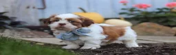 Shih Tzu dogs for sale: Benji - Ad 3