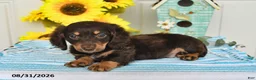Miniature Dachshund dogs for sale: Porter - Ad 2