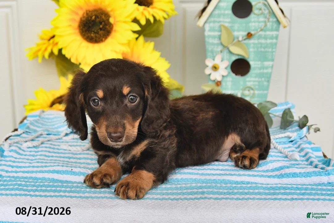 Miniature Dachshund dogs for sale: Porter - Ad 2