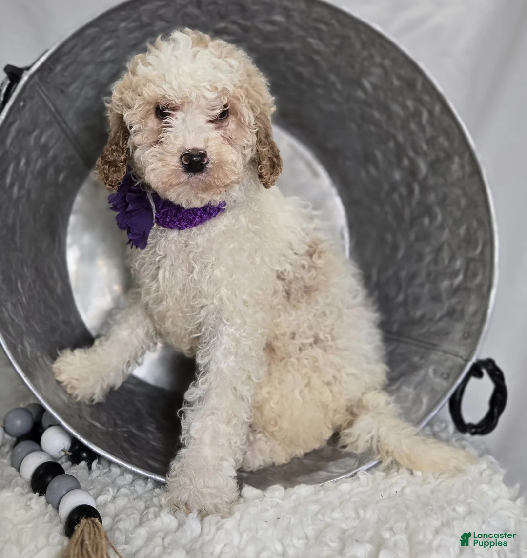 Bernedoodle dogs for sale: Kate - Ad 2