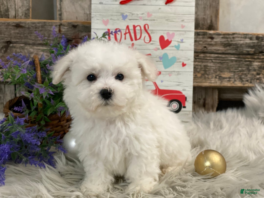 Bichon Frise dogs for sale: Estevan - Ad 1