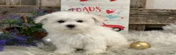 Bichon Frise dogs for sale: Estevan - Ad 1