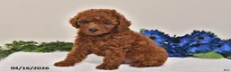 Miniature Poodle dogs for sale: Oscar - Ad 4