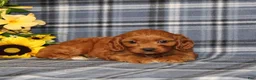 Cavapoo dogs for sale: BJ's Umber - Ad 2