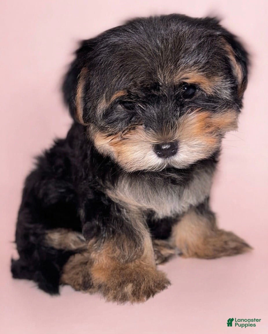 Morkie dogs Morkie 1 - Ad 1