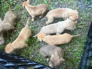 American Pit Bull Terrier dogs American Pit Bull Terrier 1 - Ad 23