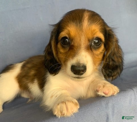 Miniature Dachshund dogs Chico - Ad 1
