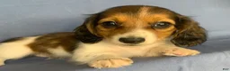 Miniature Dachshund dogs for sale: Chico - Ad 1