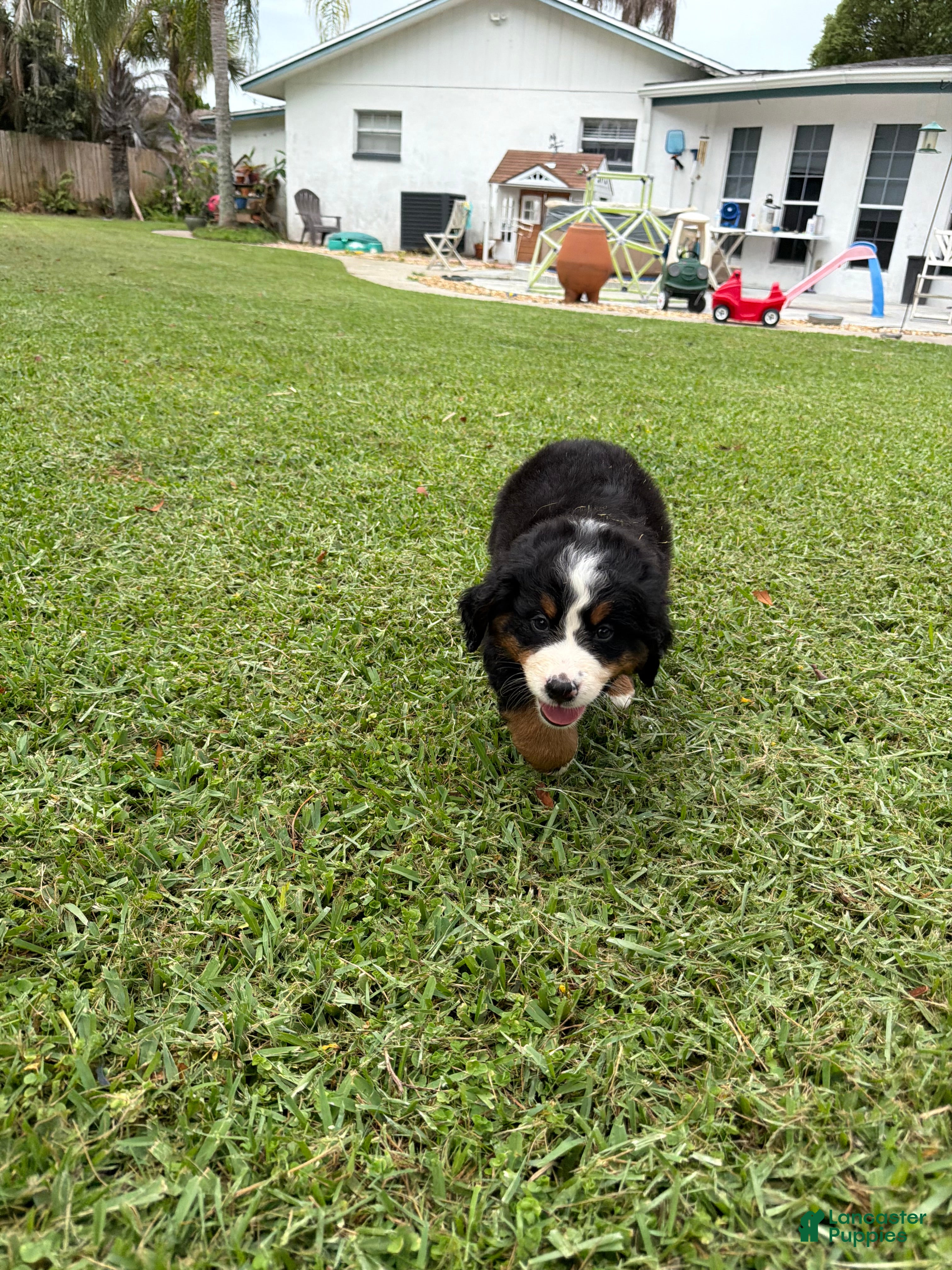 Bernese Mountain Dog dogs Bernese Mountain Dog 3 - Ad 2