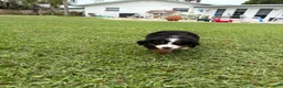 Bernese Mountain Dog dogs for sale: Bernese Mountain Dog 3 - Ad 2