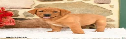 Labrador Retriever dogs for sale: Bambi - Ad 4