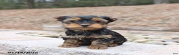 Yorkshire Terrier dogs for sale: Dozer - Ad 1