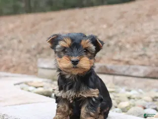 Yorkshire Terrier dogs Dozer - Ad 40