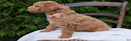 Mini Goldendoodle dogs for sale: Lucy - Ad 5