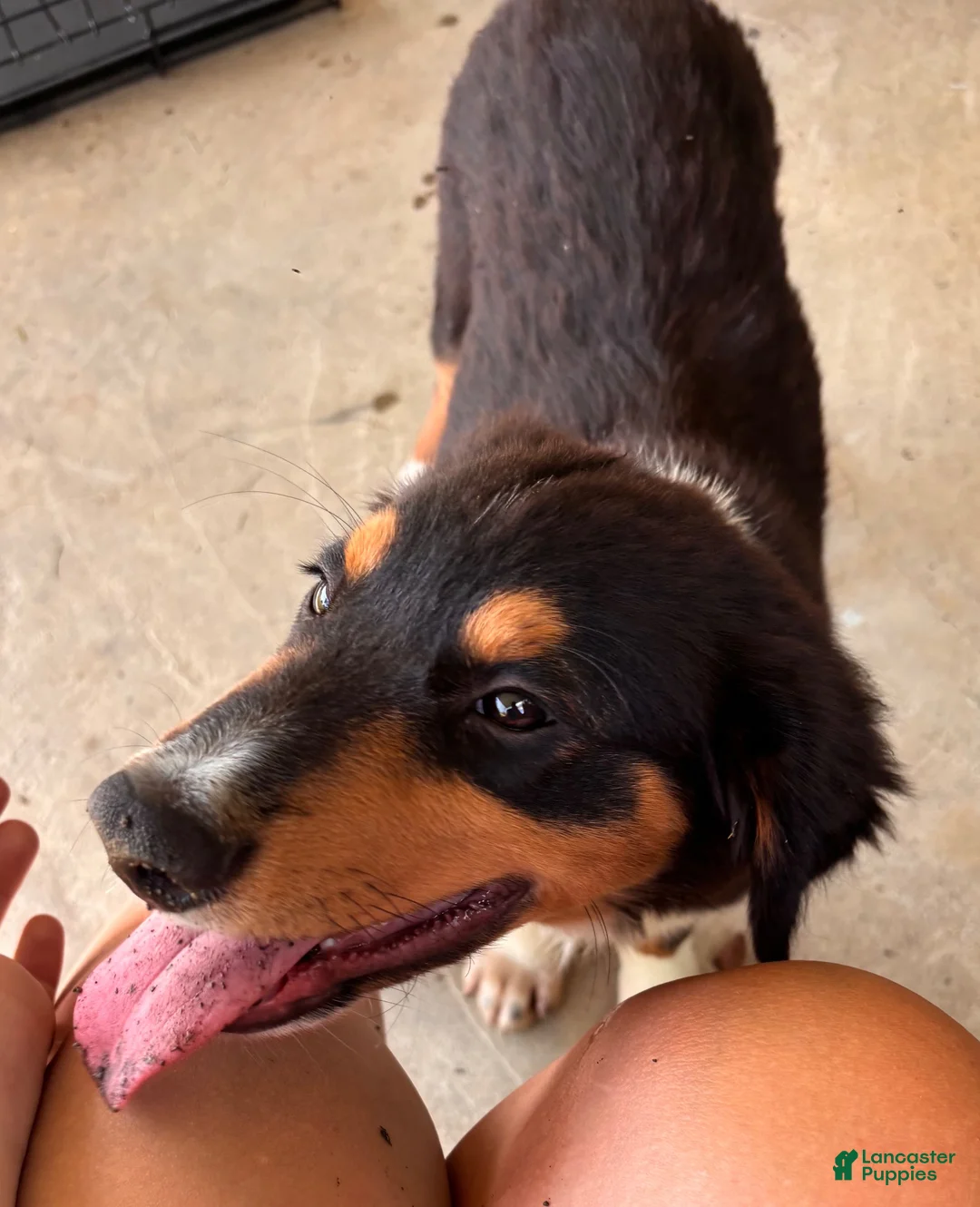 Miniature Australian Shepherd dogs for sale: #9 Sam - Ad 1