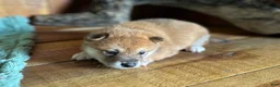 Shiba Inu dogs for sale: Shiba Inu Puppy 6 - Ad 6