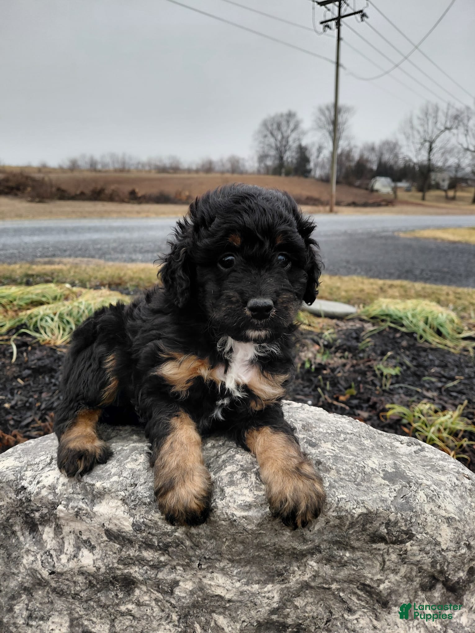 Mini Aussiedoodle dogs Willow - Ad 1