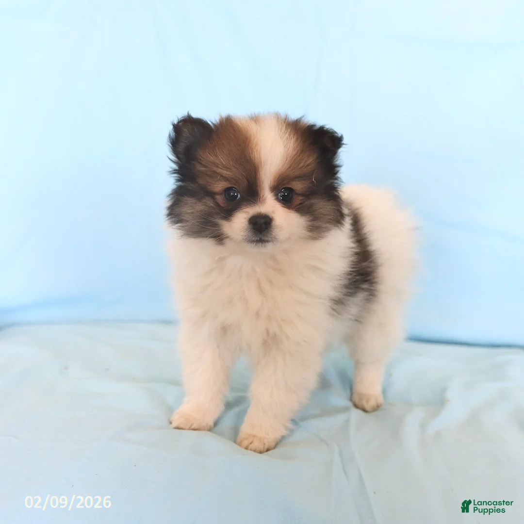 Pomeranian dogs for sale: Lyla - Ad 4