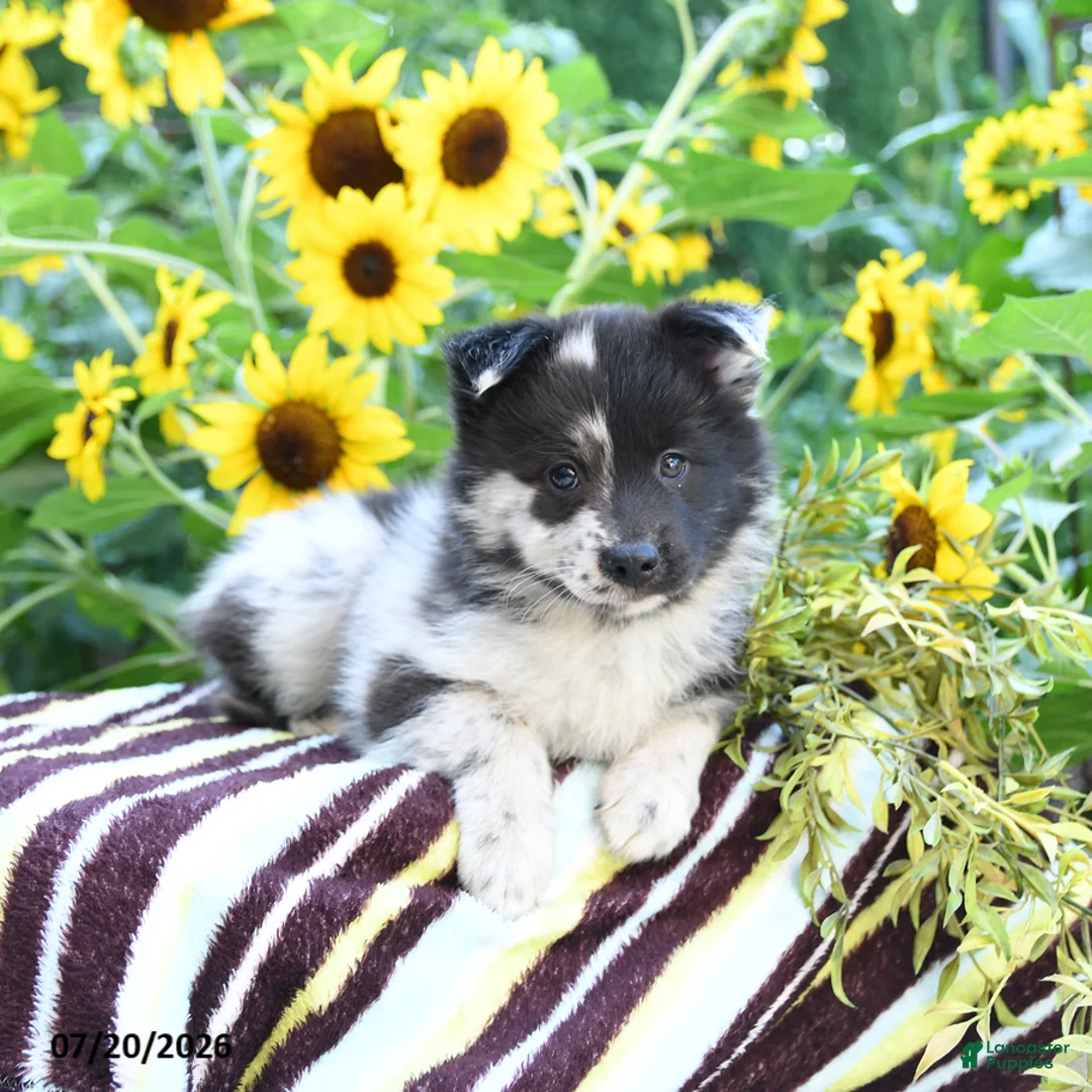 Pomsky dogs for sale: Alivia - Ad 2