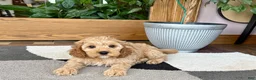 Mixed Breed dogs for sale: Cockapoo/Cavapoo male 2 - Ad 6