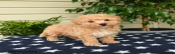 Bichpoo dogs for sale: Asher - Ad 2