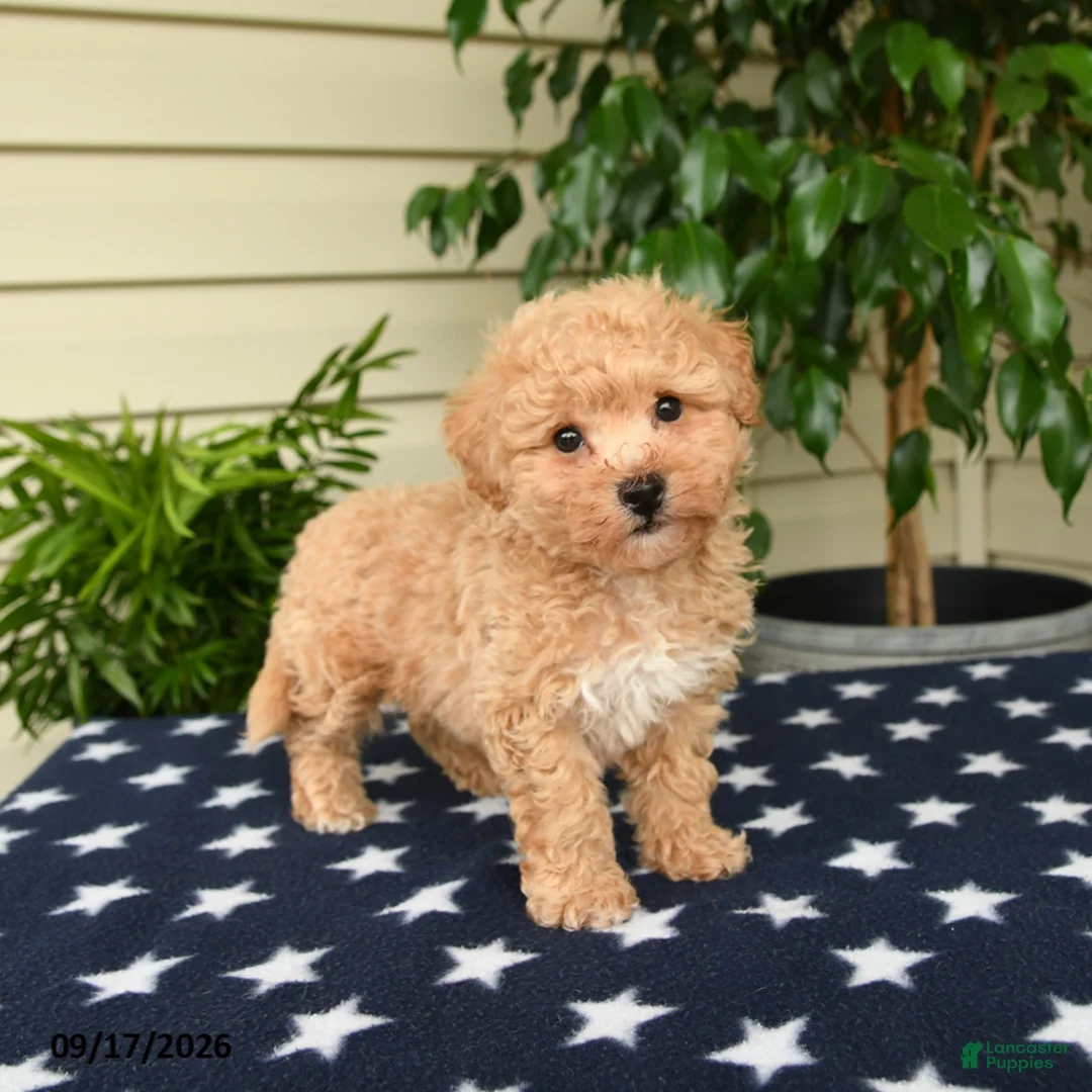 Bichpoo dogs for sale: Asher - Ad 2