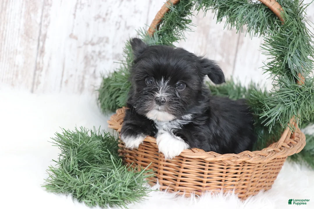 Morkie dogs for sale: Otis  - Ad 1