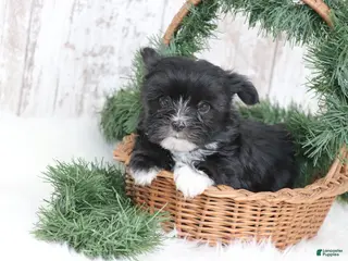 Morkie dogs Otis - Ad 35