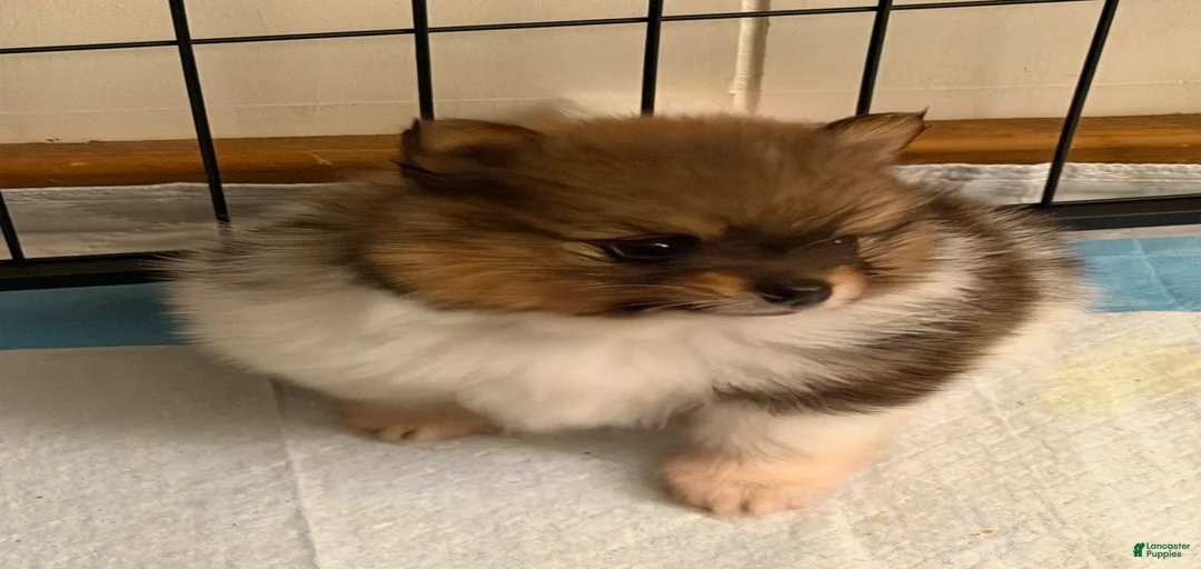 Gallery Image {{count}}