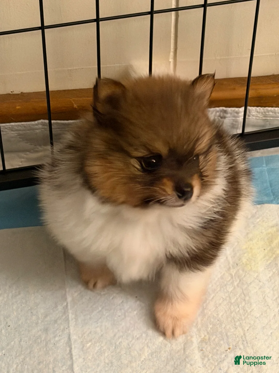 Gallery Image {{count}}