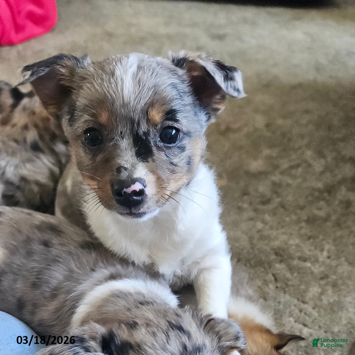 Mixed Breed dogs Daisy - Ad 1