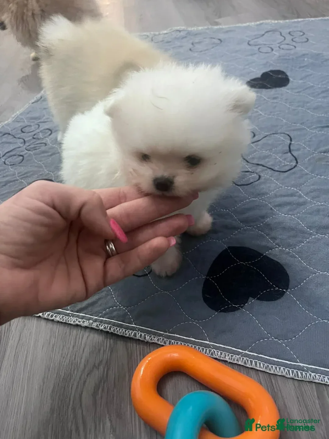 Pomeranian dogs for sale: Kayla - Ad 9
