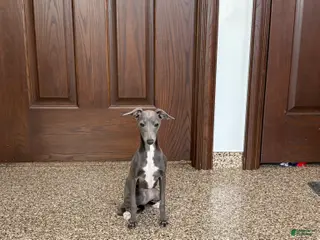 Italian Greyhound dogs Jenna - Ad 5