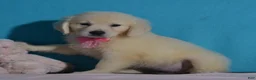 Golden Retriever dogs for sale: Tracy - Ad 1