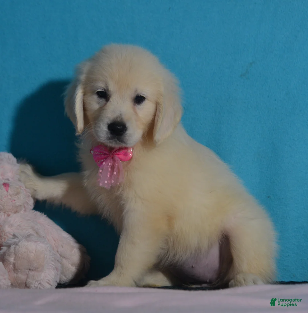 Golden Retriever dogs for sale: Tracy - Ad 1