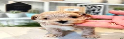 Maltipoo dogs for sale: Joanna - Ad 8