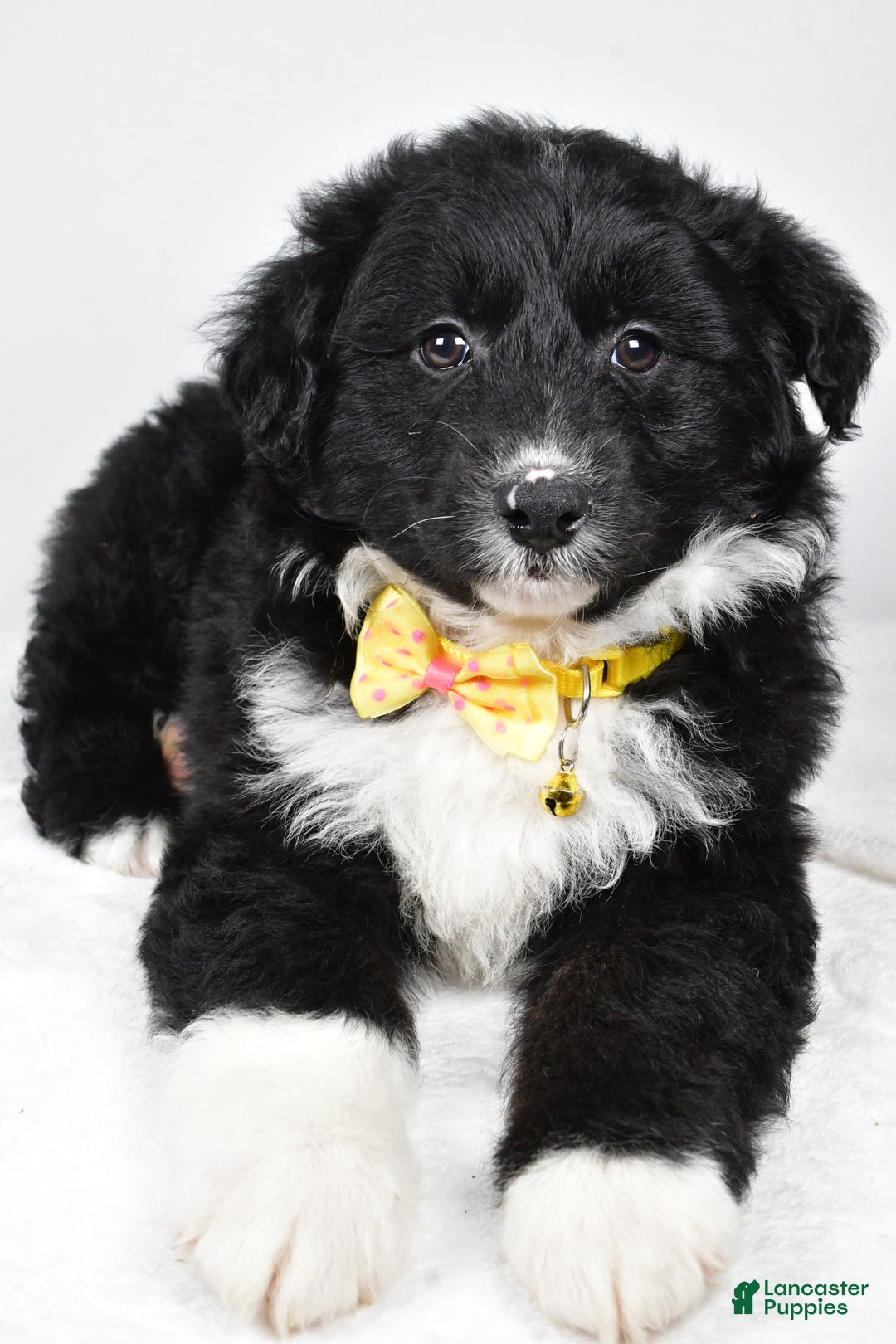 Mixed Breed dogs for sale: Poochie - Ad 3