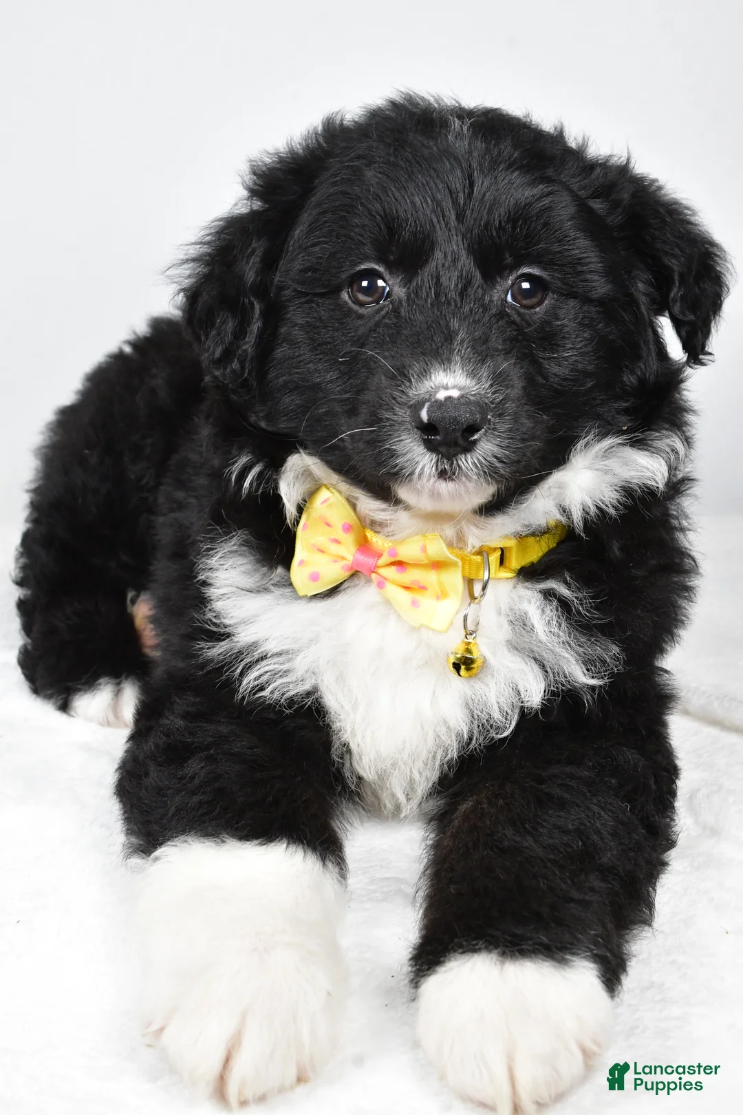 Mixed Breed dogs for sale: Poochie - Ad 3