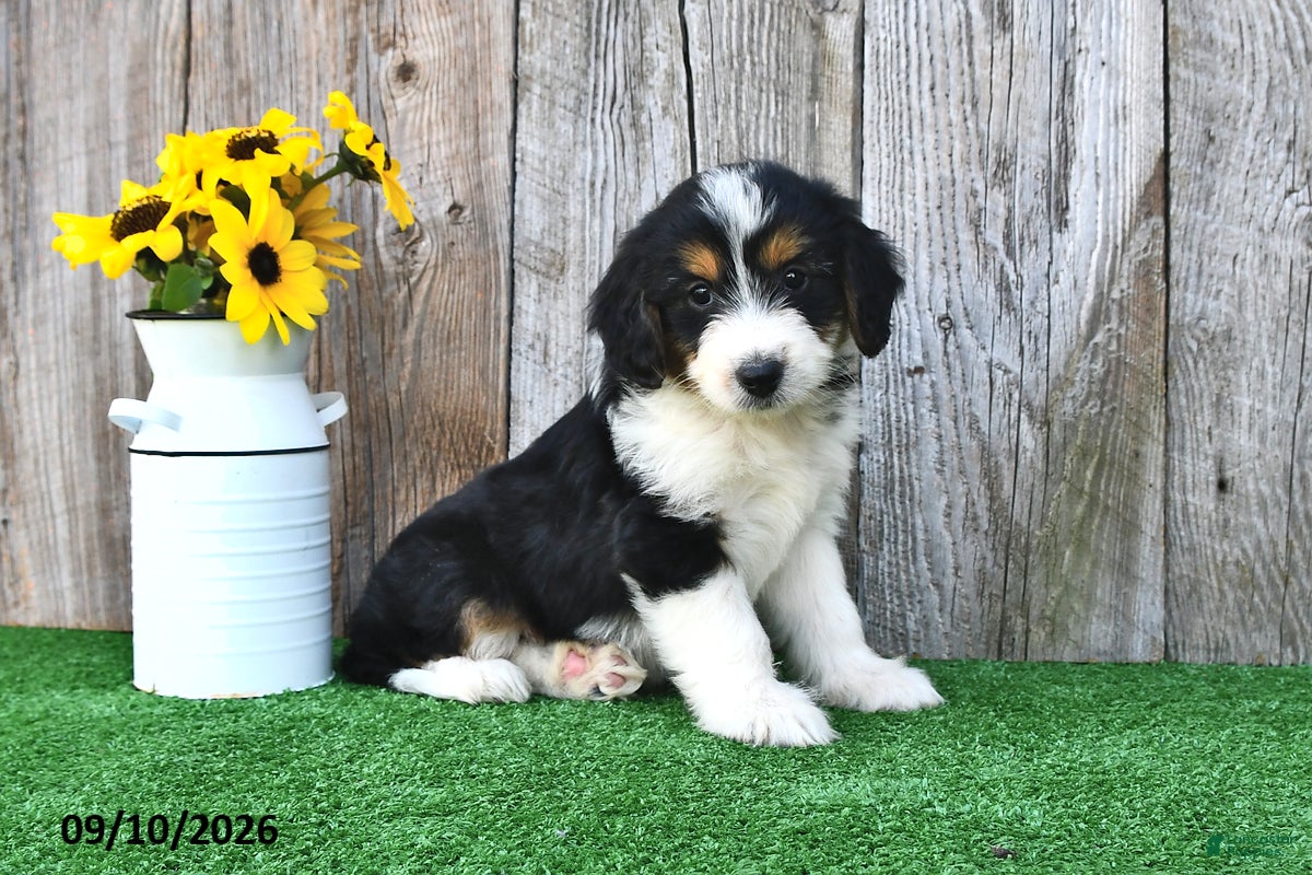 Mini Aussiedoodle dogs Abby - Ad 2
